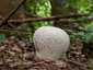Pikkelyes pöfeteg (Lycoperdon utriforme), Budai-hegység